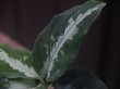 画像3: Aglaonema  pictum  "Messiah" Padang Sidempuan GW1507【TB】