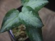 画像2: Aglaonema  pictum  "White Chariot" from Padang【AZ0514-2】ver.福間