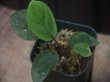 画像1: Homalomena sp. "Lingga-1 type GR" Pulau Lingga 【HW0622-01】