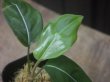 画像3: Aglaonema  vittatum from Pulau Lingga【HW0622-01】