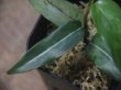 画像4: Aglaonema  vittatum from Pulau Lingga【HW0622-03】