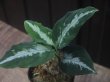 画像1: Aglaonema  pictum  "Messiah" Padang Sidempuan GW1507【TB】