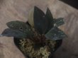 画像1: Homalomena sp. "Lingga-2 type BR" Pulau Lingga 【HW0622-02】