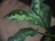 画像3: Aglaonema  pictum  tricolor from Aceh Selatan_1【HW0818-01】