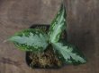 画像1: Aglaonema  pictum multicolor "JCS-B" from Sumatera barat【AZ1212-1b】