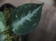 画像3: Aglaonema pictum bicolor from Aceh Sumatera 【LA0514-4T】