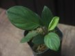 画像1: Homalomena sp. "Lingga-1 type GR" Pulau Lingga 【HW0622-01】