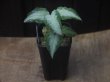 画像3: Aglaonema  pictum  "White Chariot" from Padang【AZ0514-2】ver.福間