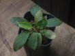 画像1: Homalomena sp. "Lingga-1 type GR" Pulau Lingga 【HW0622-01】