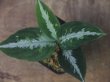 画像2: Aglaonema  pictum  "Messiah" Padang Sidempuan GW1507【TB】