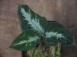 画像2: Aglaonema pictum "ちゃんぷーる" BNN from Sibolga timur 【AZ0721-1e】