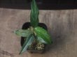 画像1: Aglaonema  vittatum from Pulau Lingga【HW0622-03】