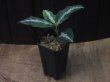 画像5: Aglaonema  pictum  "Messiah" Padang Sidempuan GW1507【TB】