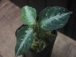 画像1: Aglaonema pictum bicolor from Aceh Sumatera 【LA0514-4T】