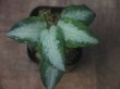 画像1: Aglaonema  pictum  "White Chariot" from Padang【AZ0514-2】ver.福間