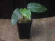 画像4: Aglaonema  vittatum from Pulau Lingga【HW0622-01】