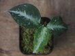 画像2: Aglaonema pictum bicolor from Aceh Sumatera 【LA0514-4T】