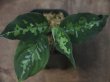 画像1: Aglaonema  pictum  tricolor from Aceh Selatan_1【HW0818-01】