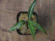 画像1: Aglaonema  vittatum from Pulau Lingga【HW0622-03】