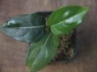 画像1: Aglaonema  vittatum from Pulau Lingga【HW0622-01】