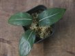 画像1: Aglaonema  vittatum from Pulau Lingga【HW0622-01】