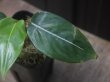 画像2: Aglaonema  vittatum from Pulau Lingga【HW0622-01】