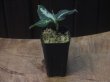 画像4: Aglaonema pictum "ちゃんぷーる" BNN from Sibolga timur 【AZ0721-1e】