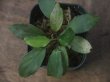 画像2: Homalomena sp. "Lingga-1 type GR" Pulau Lingga 【HW0622-01】