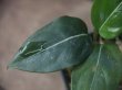 画像3: Aglaonema  vittatum from Pulau Lingga【HW0622-01】