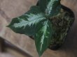 画像3: Aglaonema pictum "ちゃんぷーる" BNN from Sibolga timur 【AZ0721-1e】