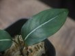 画像3: Aglaonema  vittatum from Pulau Lingga【HW0622-01】