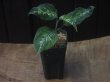 画像4: Aglaonema  pictum  tricolor from Aceh Selatan_1【HW0818-01】