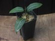 画像4: Aglaonema  vittatum from Pulau Lingga【HW0622-01】