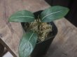 画像2: Aglaonema  vittatum from Pulau Lingga【HW0622-01】