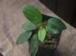 画像1: Homalomena sp. "Lingga-1 type GR" Pulau Lingga 【HW0622-01】