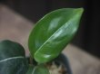 画像2: Aglaonema  vittatum from Pulau Lingga【HW0622-01】