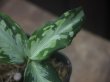 画像3: Aglaonema  pictum multicolor "JCS-B" from Sumatera barat【AZ1212-1b】