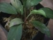 画像5: Homalomena sp. "Lingga-1 type GR" Pulau Lingga 【HW0622-01】