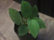 画像1: Homalomena sp. "Lingga-1 type GR" Pulau Lingga 【HW0622-01】