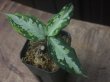 画像2: Aglaonema  pictum multicolor "JCS-B" from Sumatera barat【AZ1212-1b】