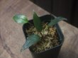 画像1: Homalomena sp. "Lingga-2 type Tsubaki" Pulau Lingga 【HW0622-02】