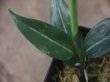 画像3: Aglaonema  vittatum from Pulau Lingga【HW0622-03】