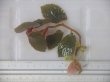 画像3: Begonia jackiana  Bengkulu Sumatera【LA0513-1】