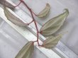 画像2: Begonia sp. "Nanga Pinoh" Melawi Kalimantan barat【TB】