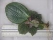 画像1: Phyllagathis rotundifolia Perak Malaysia【R0718-01】