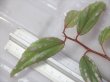 画像1: Begonia sp. "Nanga Pinoh" Melawi Kalimantan barat【TB】