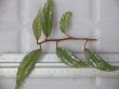 画像3: Begonia sp. "Nanga Pinoh" Melawi Kalimantan barat【TB】