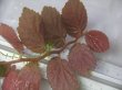 画像2: Begonia jackiana  Bengkulu Sumatera【LA0513-1】