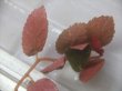 画像2: Begonia jackiana  Bengkulu Sumatera【LA0513-1】