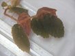 画像1: Begonia jackiana  Bengkulu Sumatera【LA0513-1】